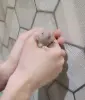 Дамбо крысы