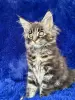 Мейн-кун котята