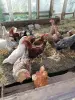 Цыплята