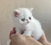 Экзотические котята