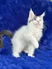 Мейн-Кун чистокровные котята