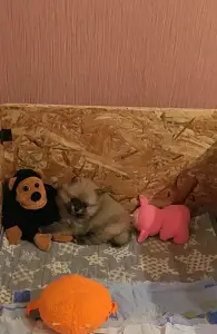 Щенок шпица.