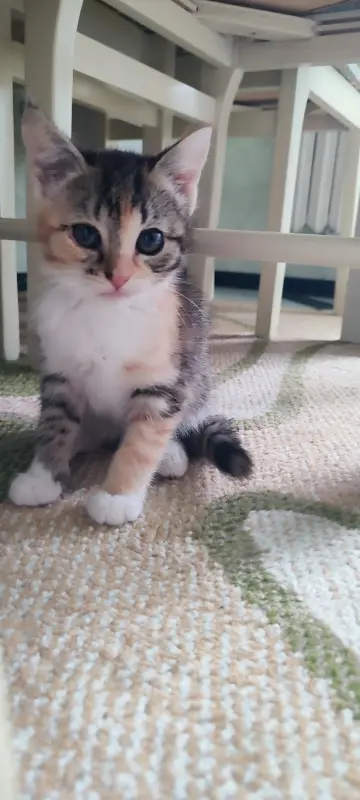 Котенок девочка в дар