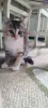 Котенок девочка в дар