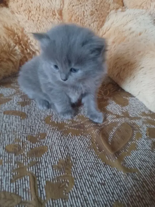 британские котята