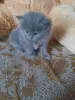 британские котята