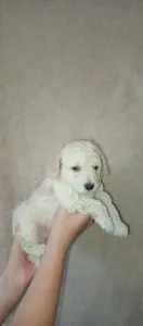 Карликовый пудель