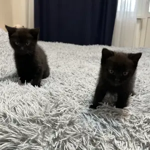 Котята в добрые руки БЕСПЛАТНО