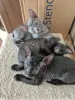 Котята корниш-рекс