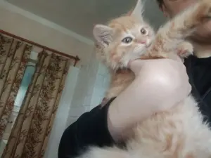 Котенок бесплатноБрест