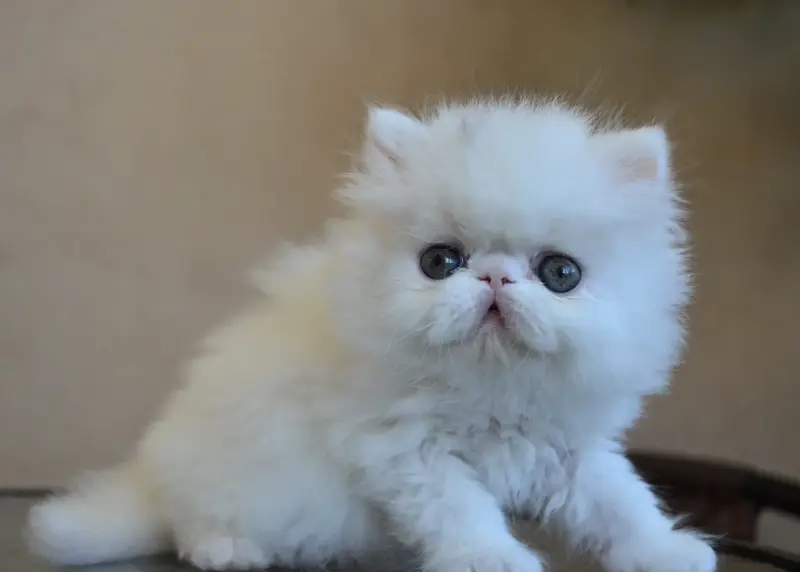 Персидские котята
