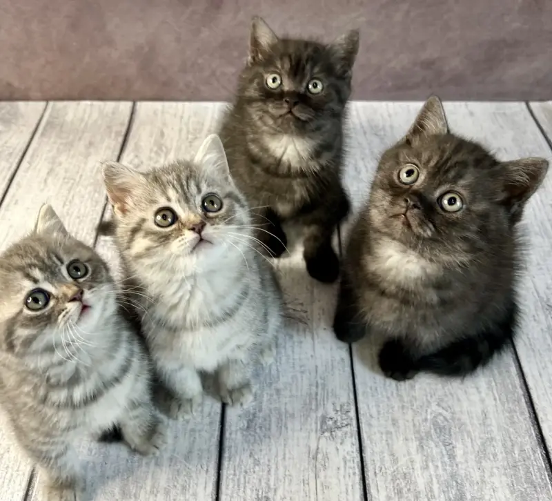 Чистокровные котята. Британской породы.