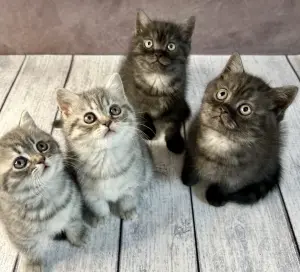 Чистокровные котята. Британской породы.