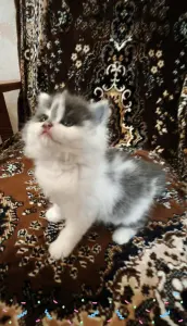Котенок