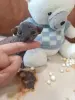 БРОНЬ Котенок Канадского Сфинкса