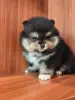 Девочка померанского шпица