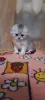 Котята шотландские вислоухие