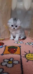 Котята шотландские вислоухие