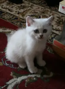 Шотландские котята (Скотиш страйт)