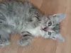 Котенок срочно ищет дом или передержку