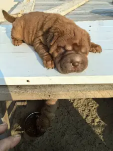 Щенки шарпея