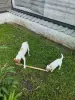 Щенок Парсон Рассел терьер