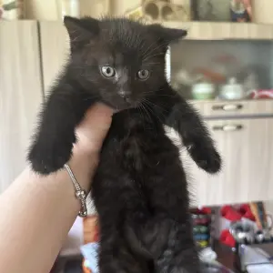 Котята в добрые руки БЕСПЛАТНО