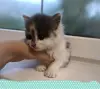 Котенок