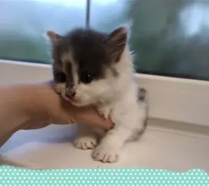 Котенок