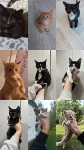 Котята