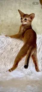 Абиссинский котёнок