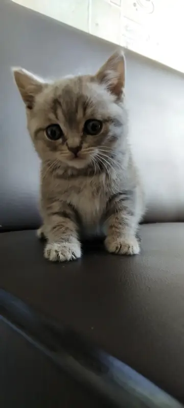 Шотландский котенок(девочка)