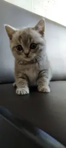 Шотландский котенок(девочка)