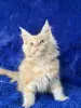 Мейн-Кун чистокровные котята