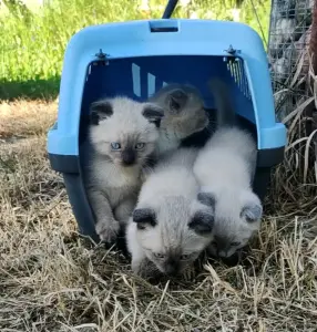 Котята