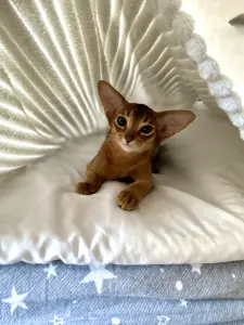 Абиссинский котёнок