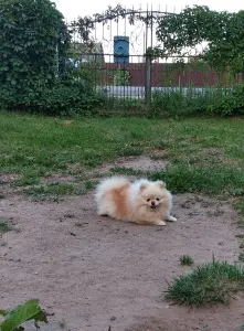 Померанский шпиц, щенки мини мишка