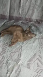 Европейская Бурма