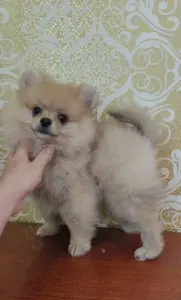 Мальчик померанского шпица