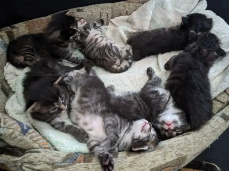 котенок