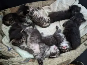 котенок