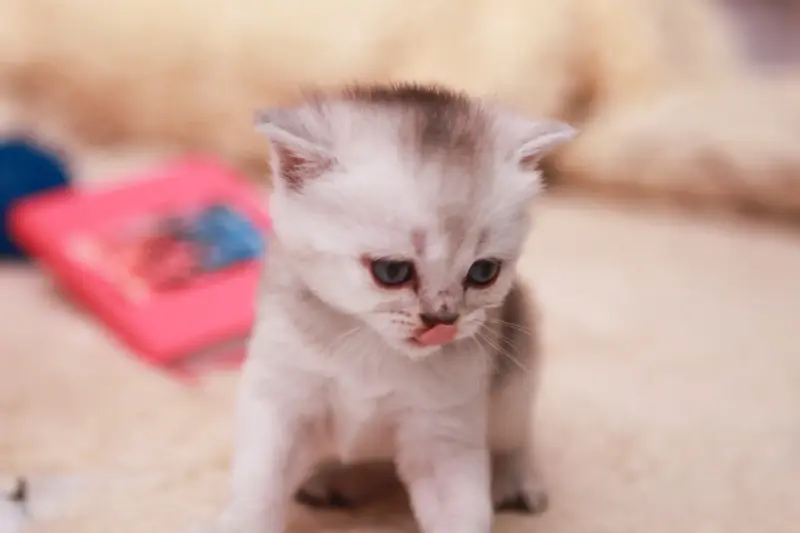 Котята шотландские вислоухие