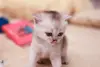 Котята шотландские вислоухие
