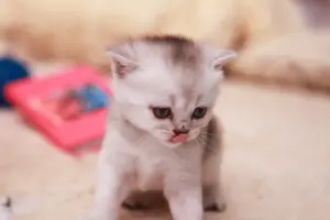 Котята шотландские вислоухие