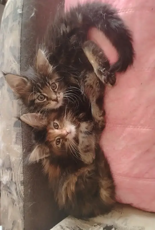 Котята мейн-кун