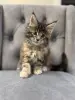 Котята чистокровные Мейн Кун
