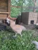 Продам молодых петухов