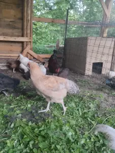 Продам молодых петухов