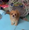Мини и микро фирменные мальтипу  