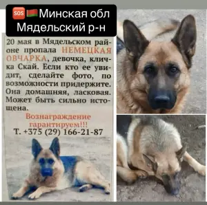 Потерялась немецкая овчарка